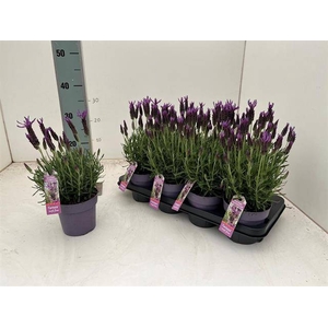 LAVAN STOECHAS PURPLE P13