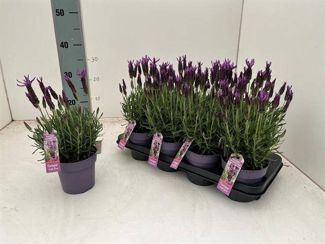 <h4>LAVAN STOECHAS PURPLE P13</h4>