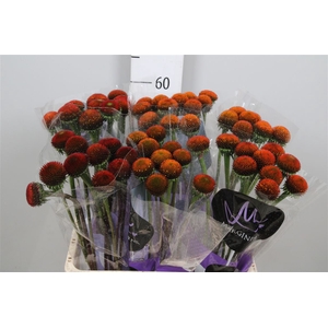 Echi Purpurea