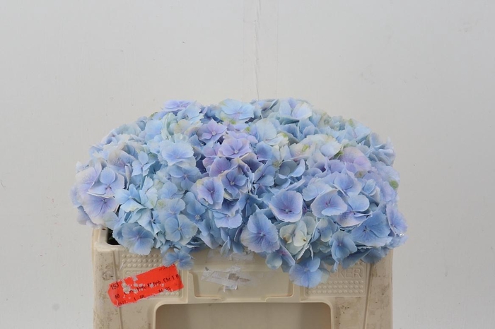 <h4>Hydr M Ch Verena Bl</h4>