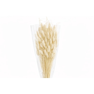 Dried Phalaris Bleached Bunch