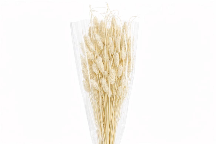 <h4>Dried Phalaris Bleached Bunch</h4>