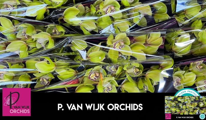 <h4>CYMB T MRS R HOOD</h4>