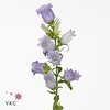Campanula medium champion lavender