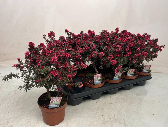 <h4>LEPTO SCOPARIUM</h4>