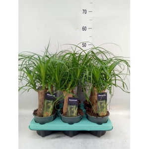 Beaucarnea recurvata