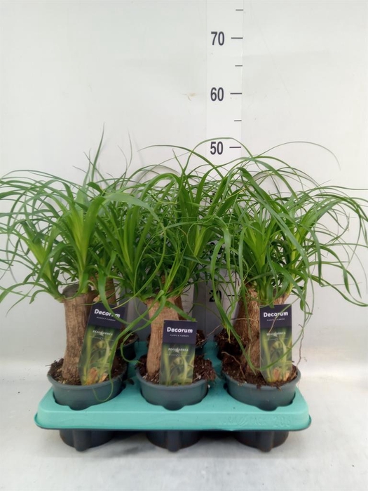 <h4>Beaucarnea recurvata</h4>