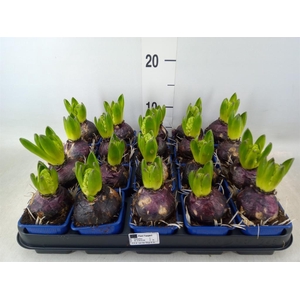 Hyacinthus orie. 'Delft Blue'