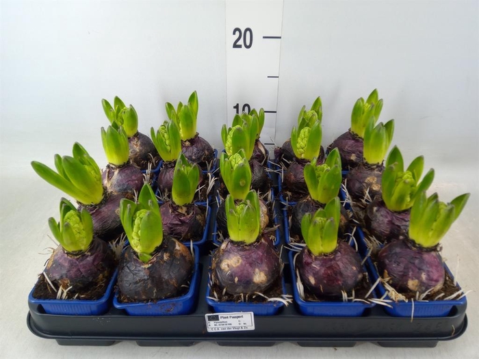 <h4>Hyacinthus orie. 'Delft Blue'</h4>