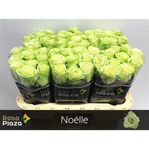 Rosa a grande fleur Noëlle!