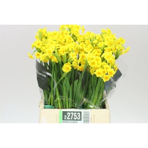 Narcissus Ta Grand Soleil X50