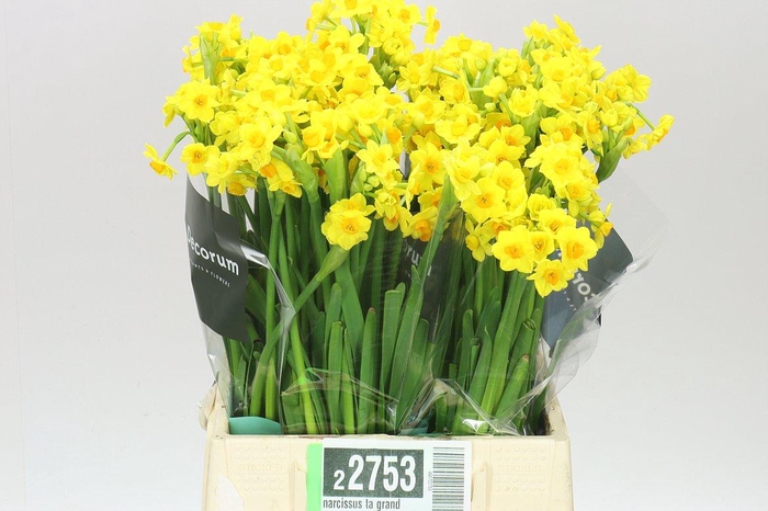 <h4>Narcissus Ta Grand Soleil X20</h4>