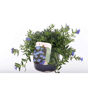 Lithodora diffusa Grace Ward