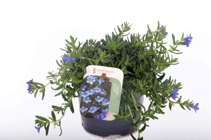 <h4>Lithodora diffusa Grace Ward</h4>