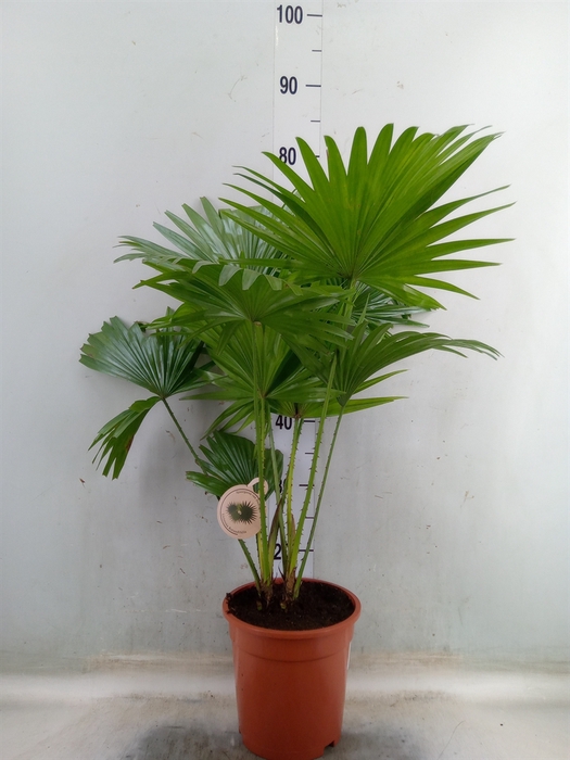 <h4>Livistona rotundifolia</h4>