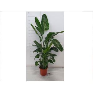 STRELITZIA NICOLAI