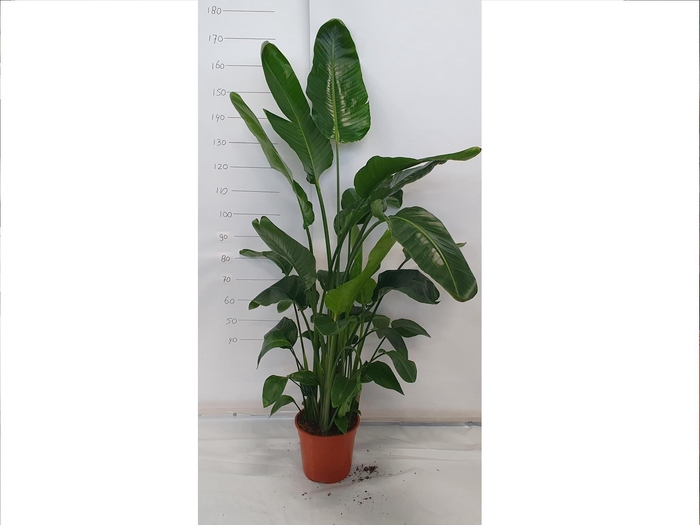 <h4>STRELITZIA NICOLAI</h4>
