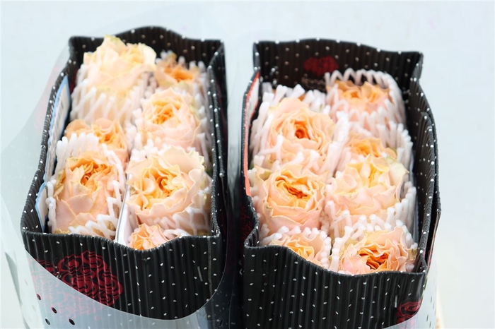 <h4>R Gr Shakespeare</h4>