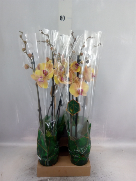 <h4>Phalaenopsis   ...yellow</h4>