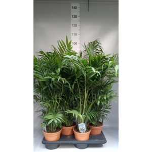 Chamaedorea elegans