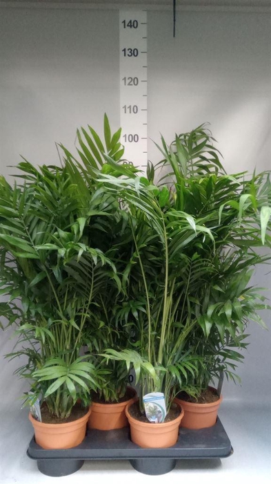 <h4>Chamaedorea elegans</h4>