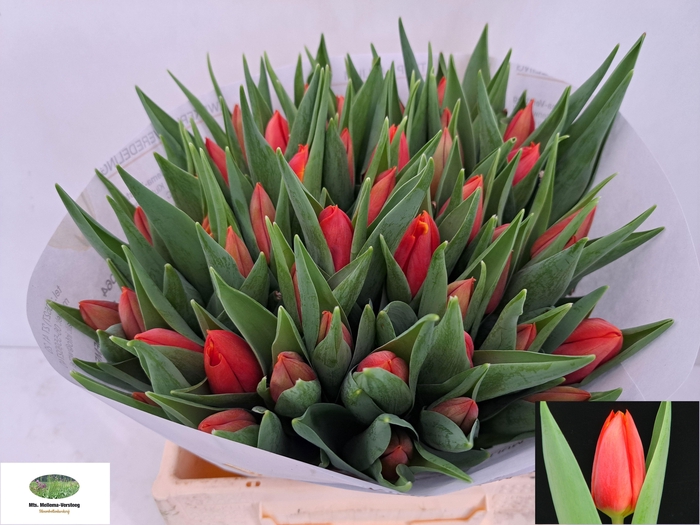 <h4>TU EN MASHA</h4>