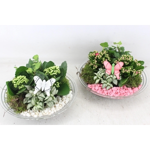 arr2 PL - Glas schaal 27cm - roze/wit