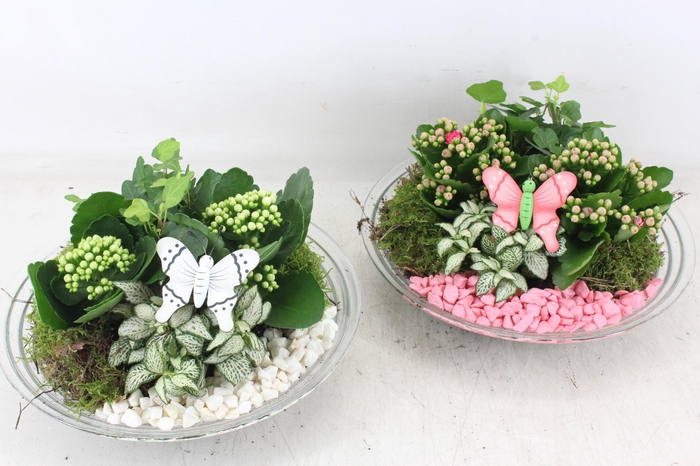 <h4>arr2 PL - Glas schaal 27cm - roze/wit</h4>