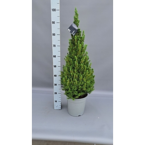 Picea glauca 'Conica'