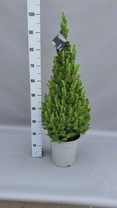 <h4>Picea glauca 'Conica'</h4>