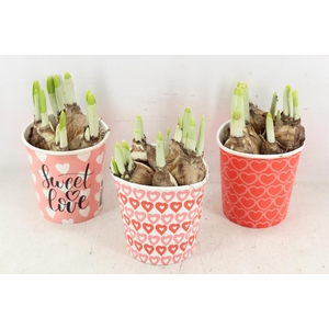 arr4 Narcis RN - Cup share the love x12