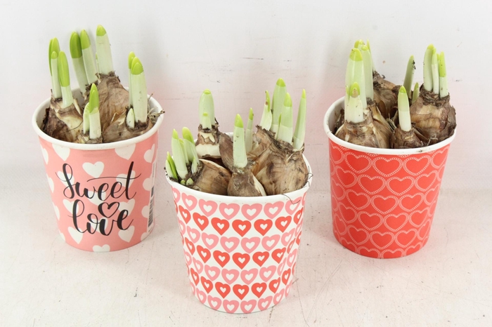 <h4>arr4 Narcis RN - Cup share the love x12</h4>