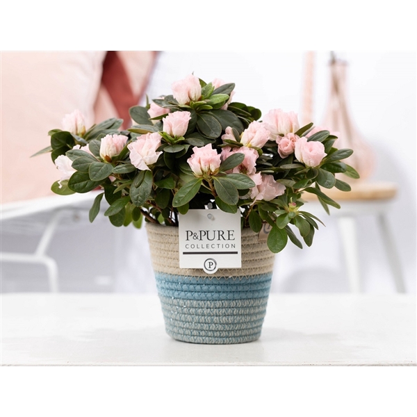 <h4>1st class Azalea pink in P&PURE Fashionpot Valerie</h4>