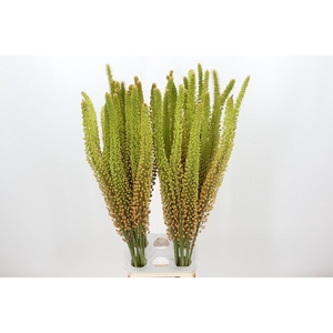 Eremurus Oranje