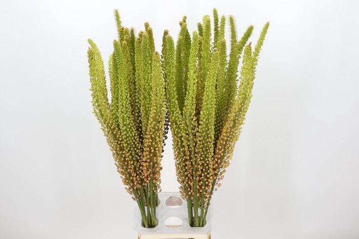 <h4>Eremurus Oranje</h4>