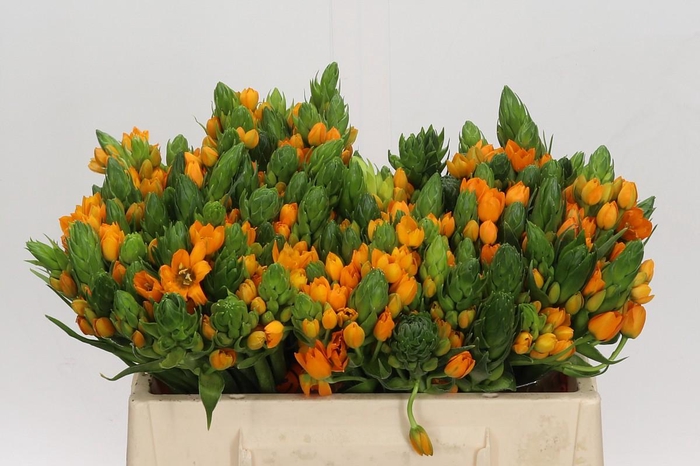 <h4>Ornithogalum Dubium Sunshine</h4>