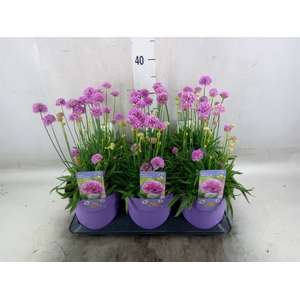 Armeria   ...