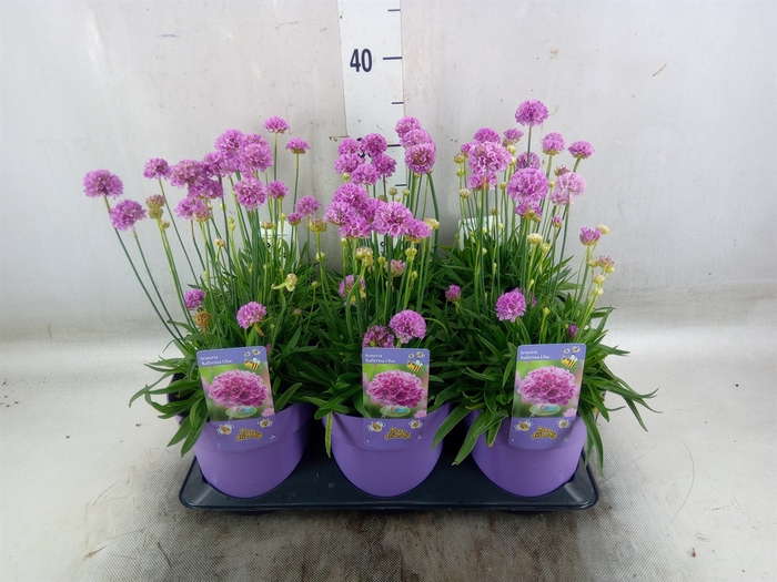 <h4>Armeria   ...</h4>