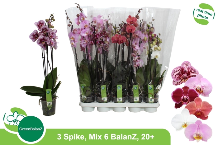 <h4>PHAL GEM 6 KL</h4>