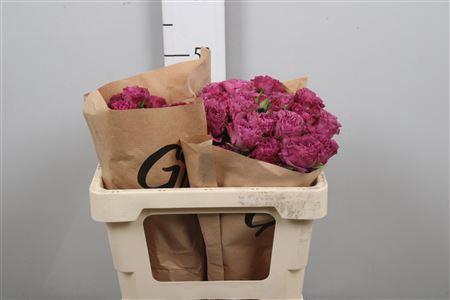 <h4>R Tr Rainy Day</h4>