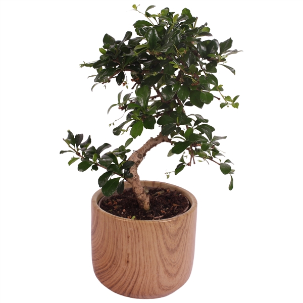 <h4>Bonsai Indoor Mix Ø12cm S-Shape in Ø 14cm Ceramic NT565</h4>