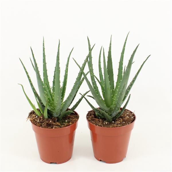 <h4>Aloe Mohawk</h4>