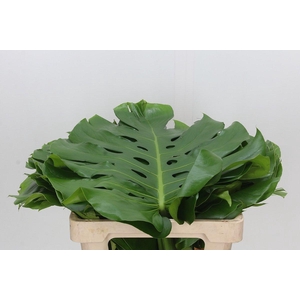 Monstera