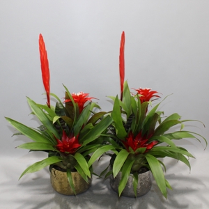 Bromelia Coupe Exotic 16CM Royal X-Mass Goud & Zilver