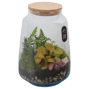 Arr.   Kamerplant Groen H%