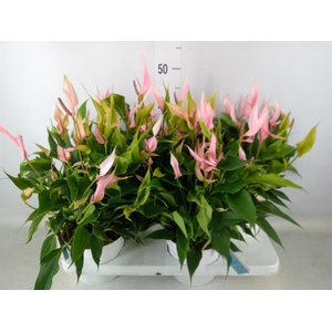 Anthurium andr. 'Lilli'