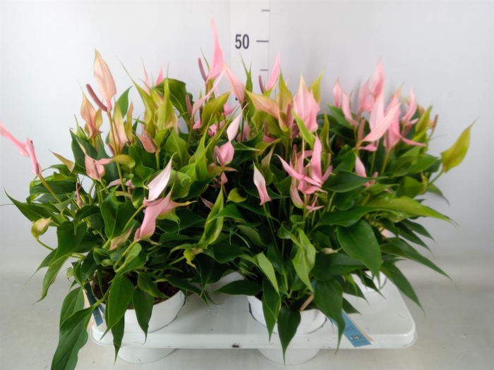 <h4>Anthurium andr. 'Lilli'</h4>