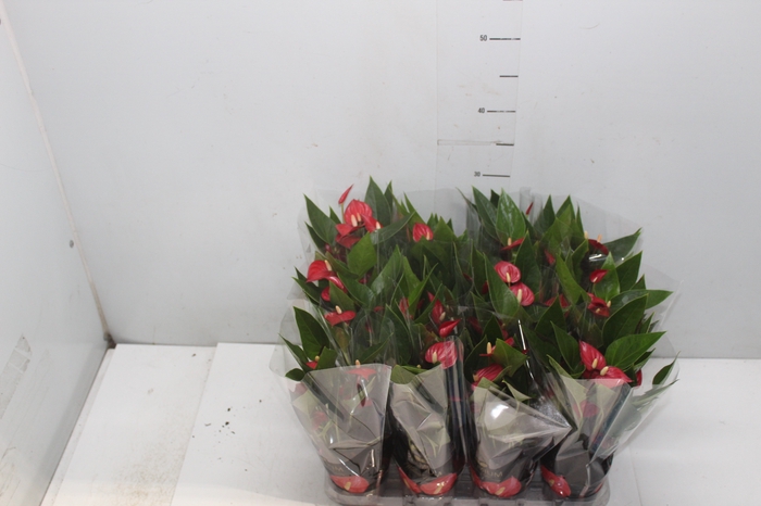 <h4>ANTHURIUM MINI MILLION FLOWERS P09</h4>