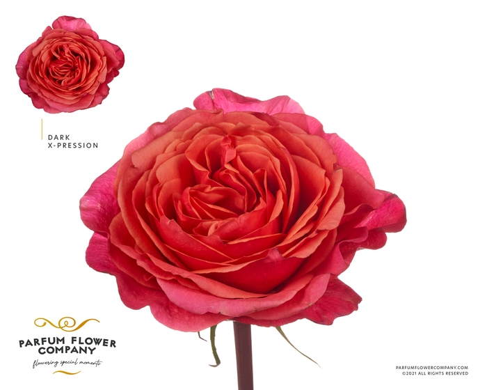 <h4>Rosa Garden Dark Xpression</h4>