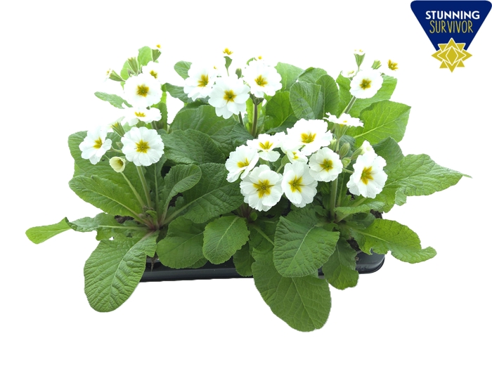 <h4>PRIM EL ST WEISS</h4>